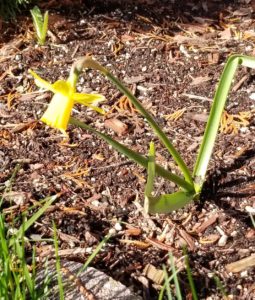 small daffodil 