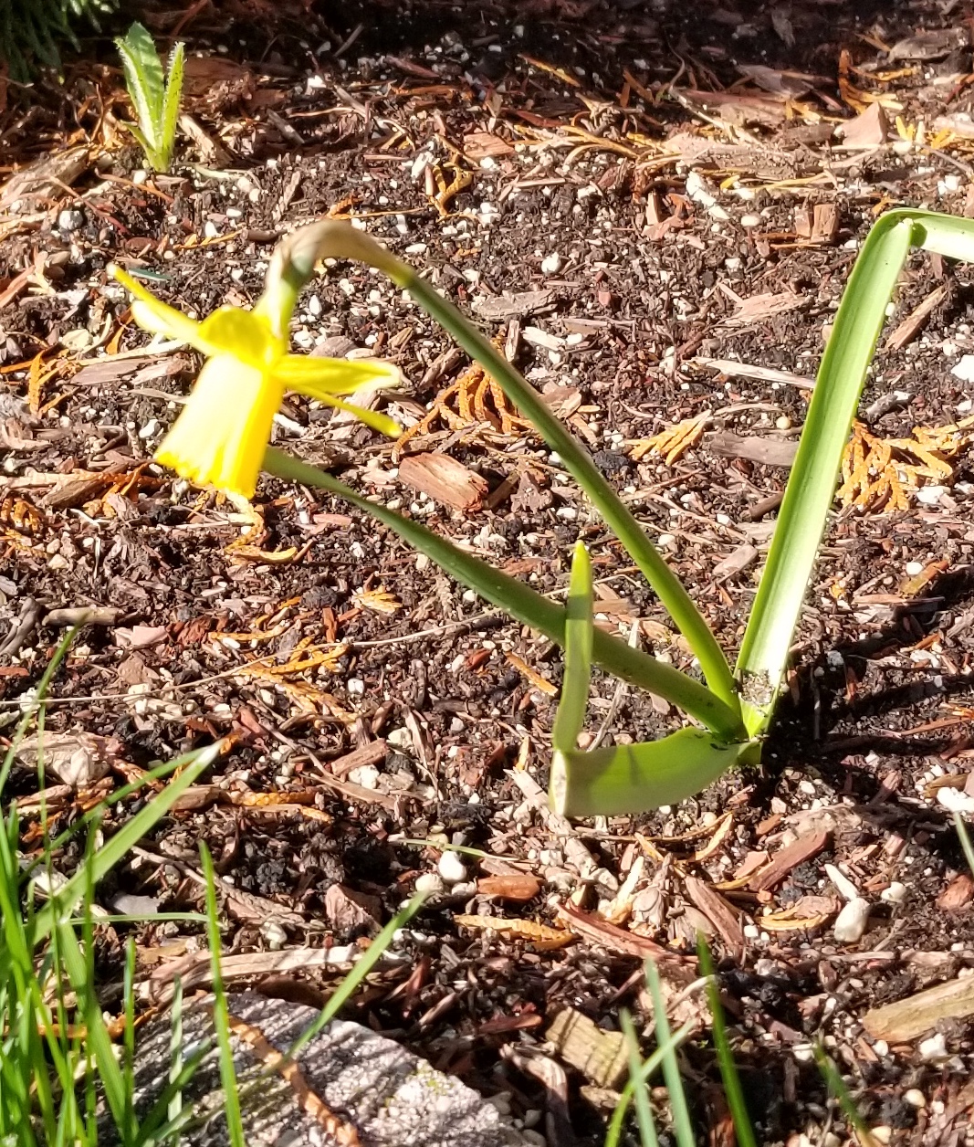small daffodil