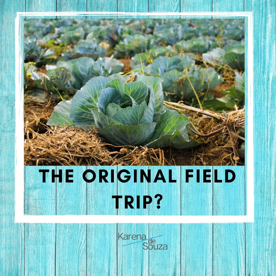 field trip - cabbage in a farm ready for harvest